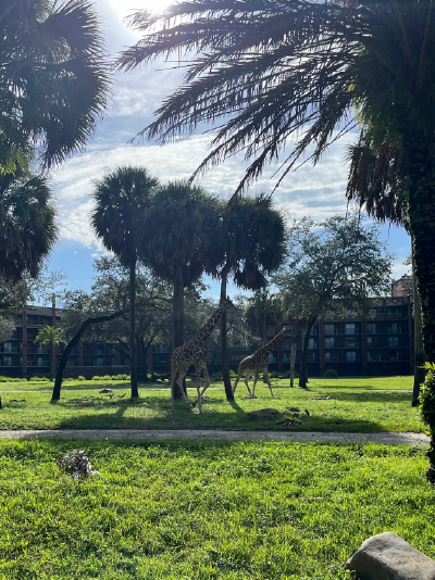 Image for: Trip Report: #7: The Crumbling of the Pillars: A Master Lesson in Being Adaptable: Animal Kingdom Lodge - 8/5/24-8/12/24